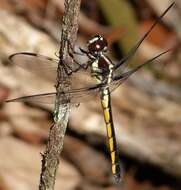 Image of Bar-winged Skimmer