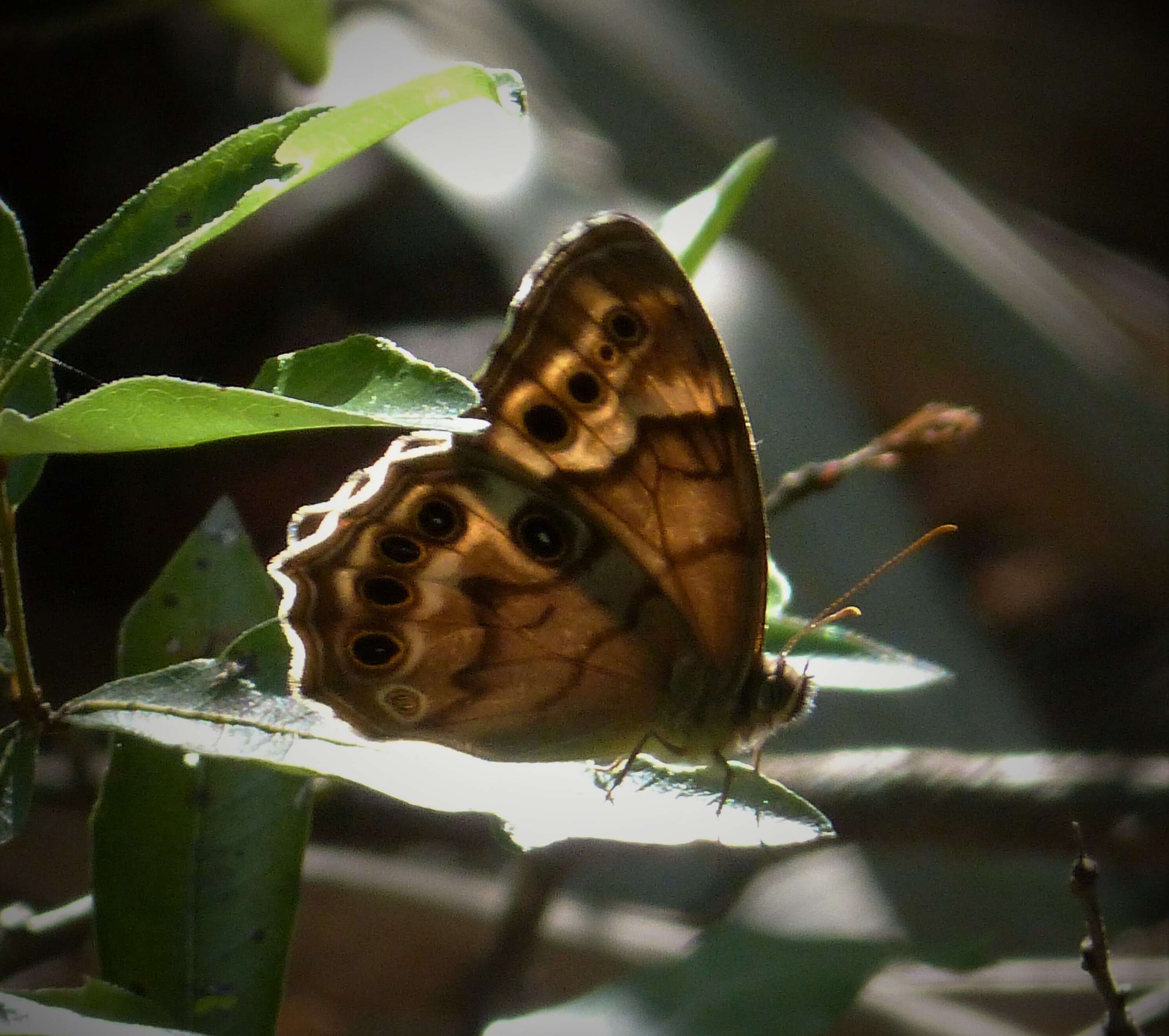 Image of Southern Pearly-eye