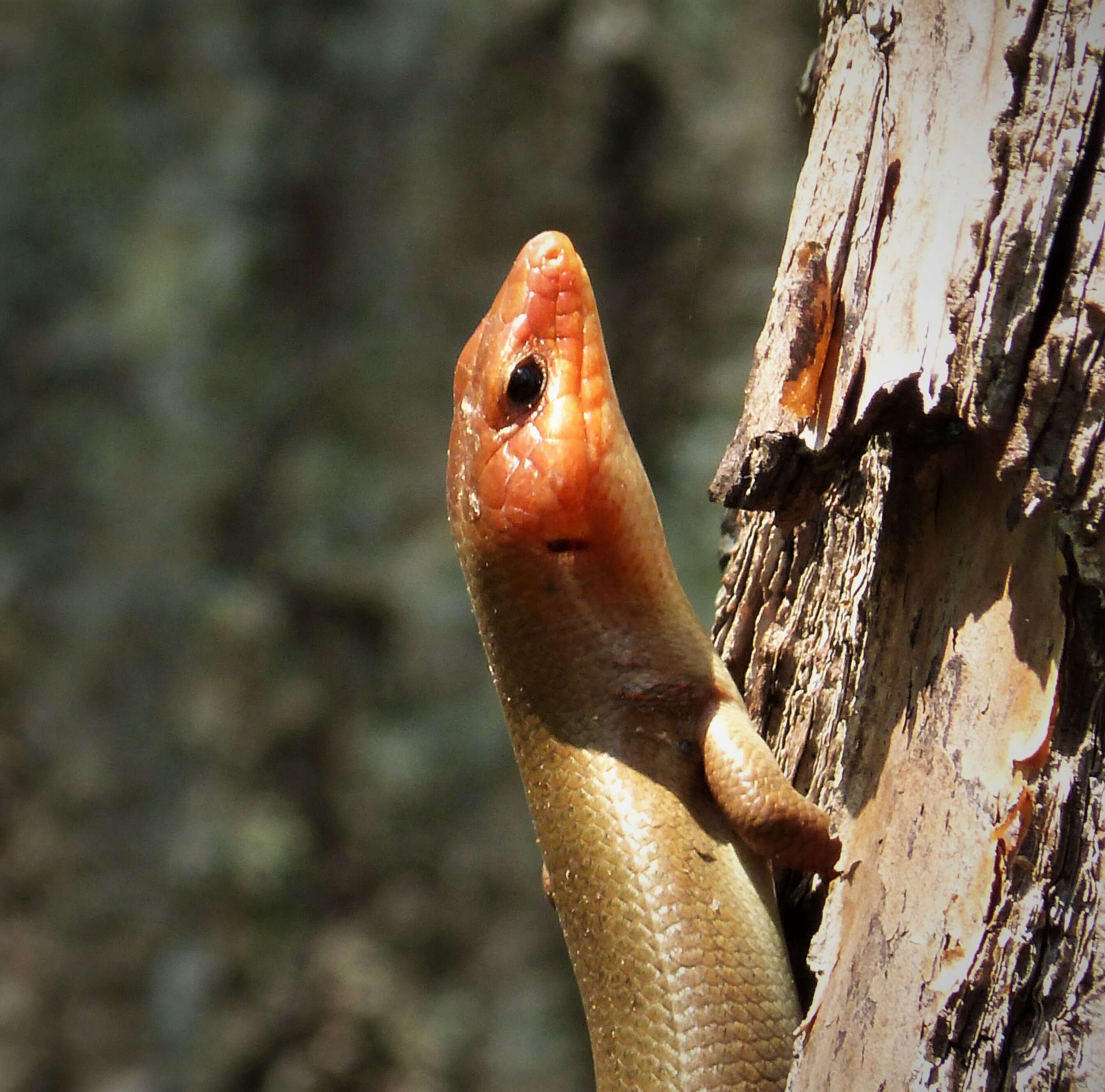 Image of Broad-headed Skink