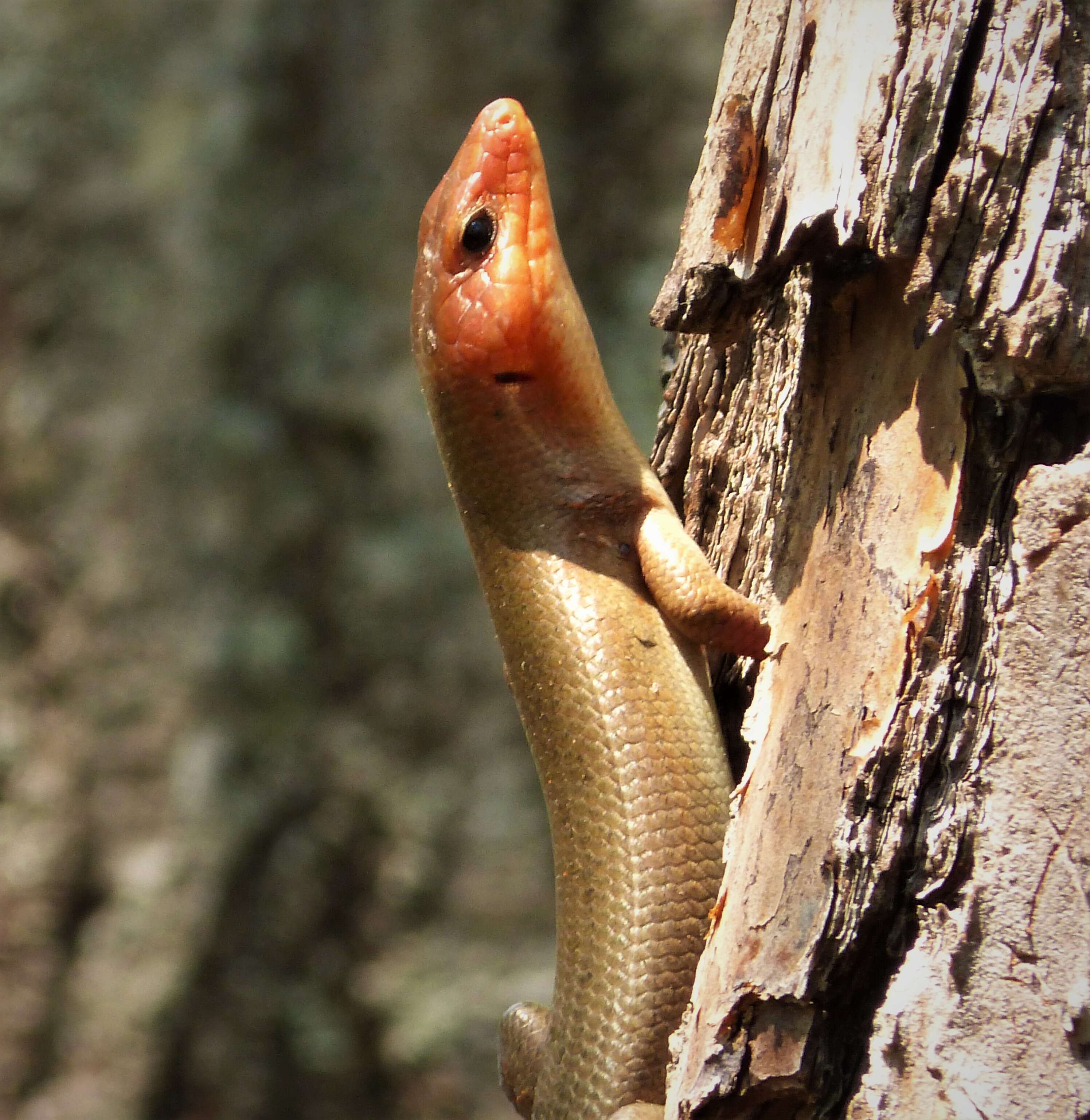 Image of Broad-headed Skink