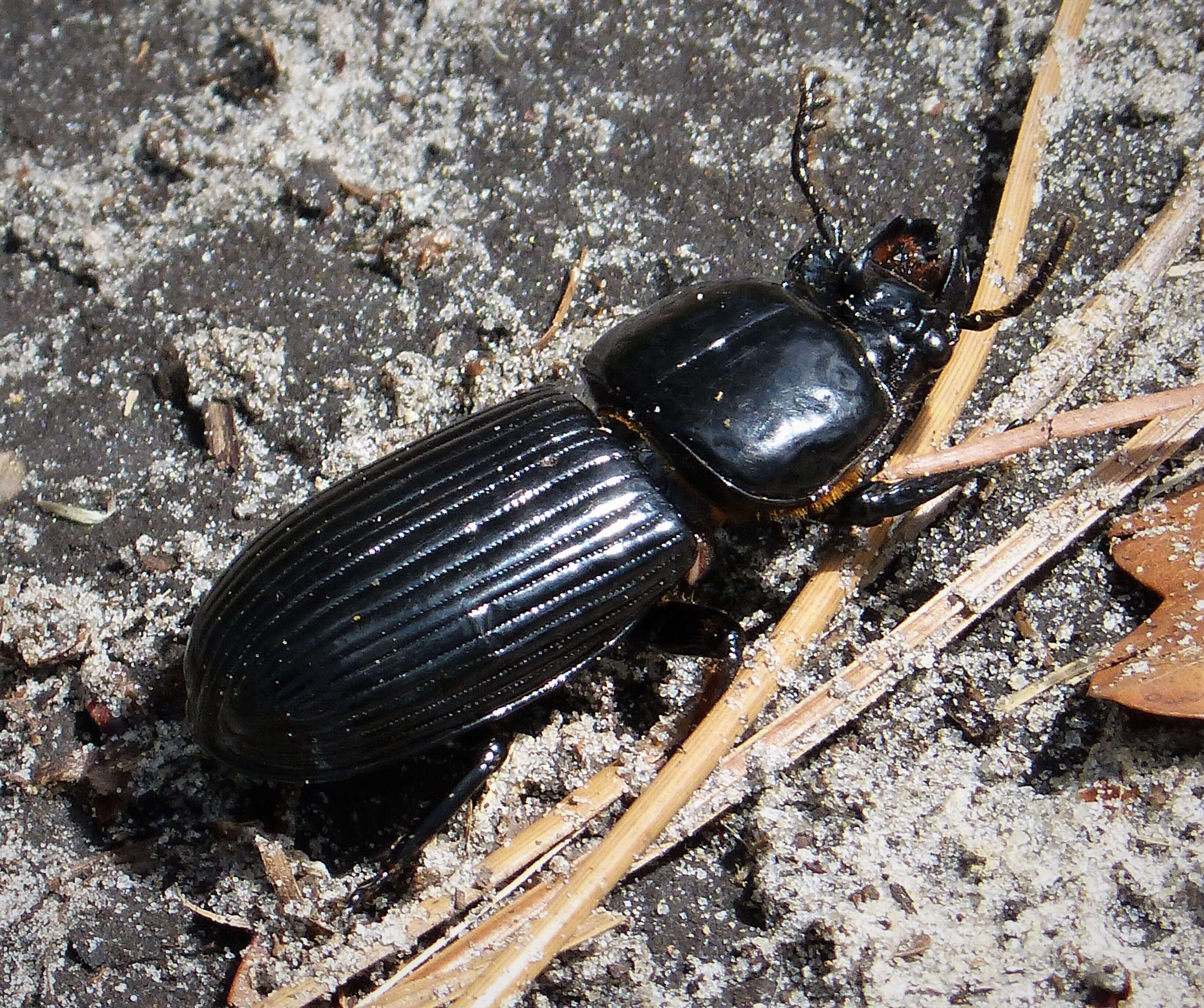 Image of Horned Passalus