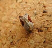 Image of broad-barred button moth