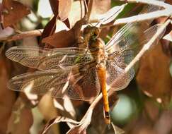 Tramea carolina (Linnaeus 1763) resmi