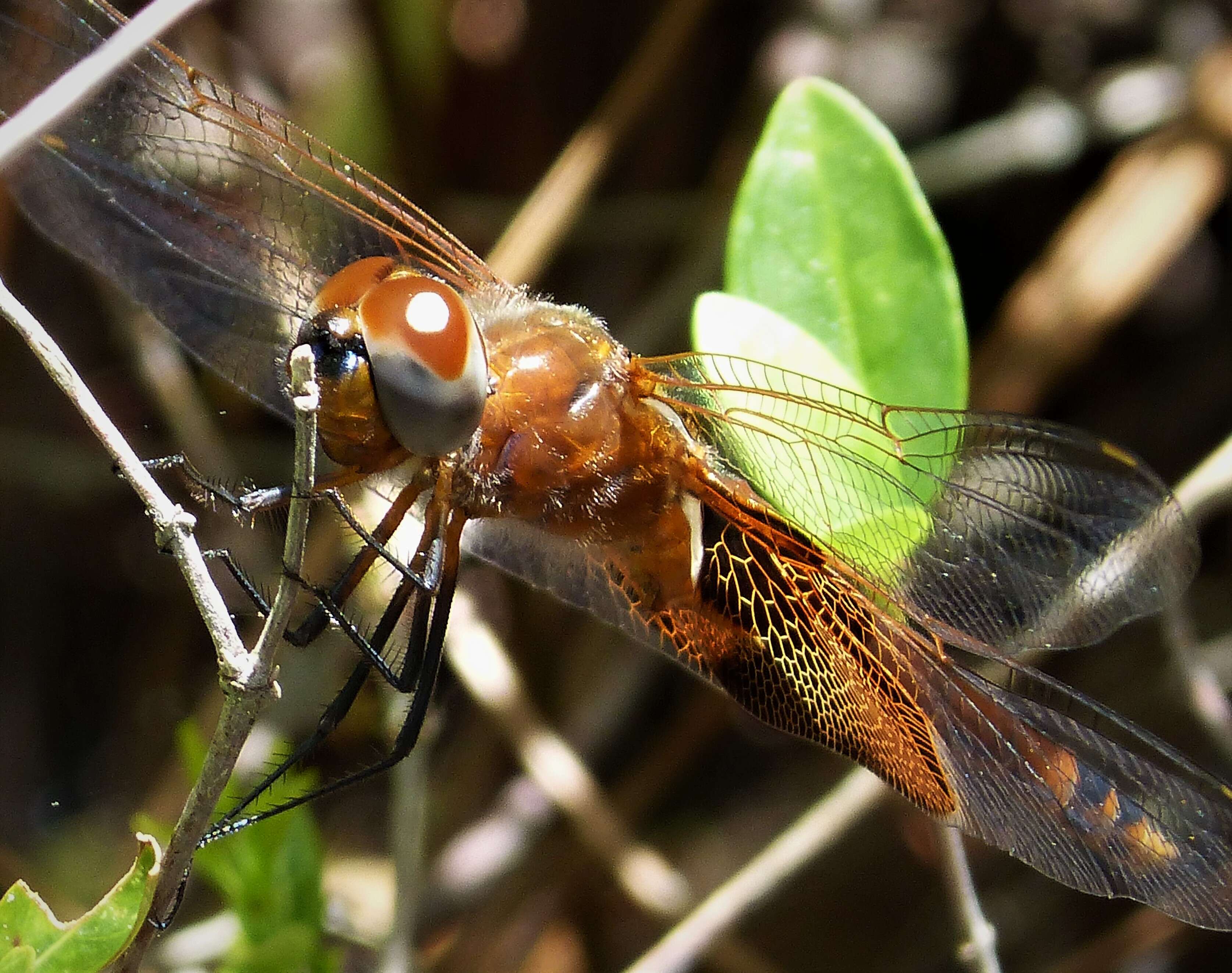 Image of Carolina Saddlebags