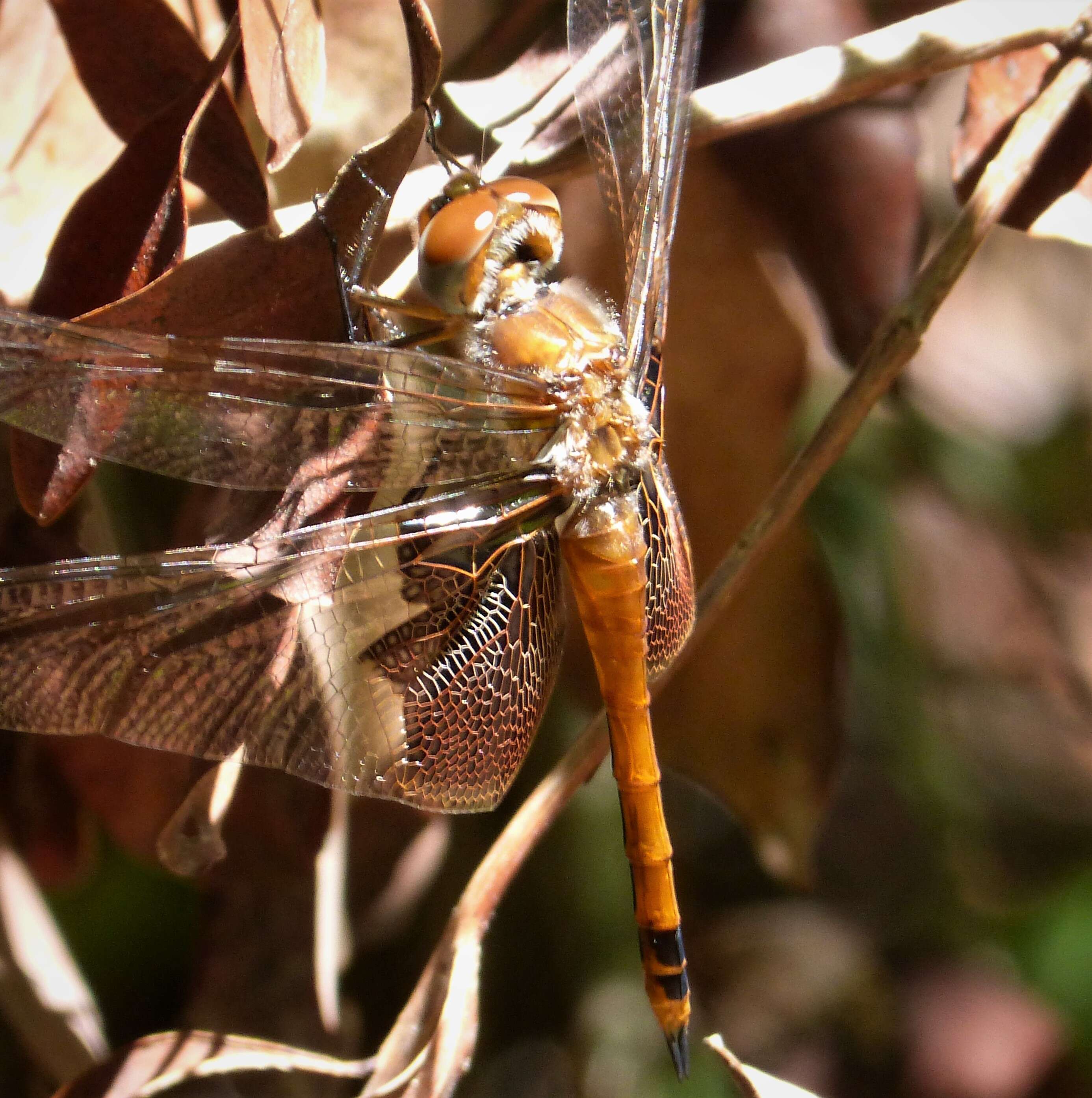 Image of Carolina Saddlebags