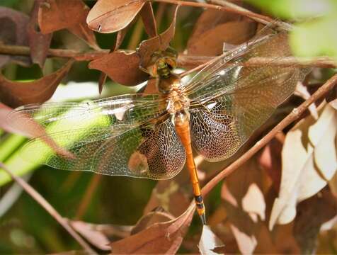 Image of Carolina Saddlebags