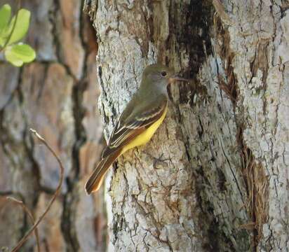 Image of Great Crested Flycatcher