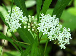 Image of swamp milkweed