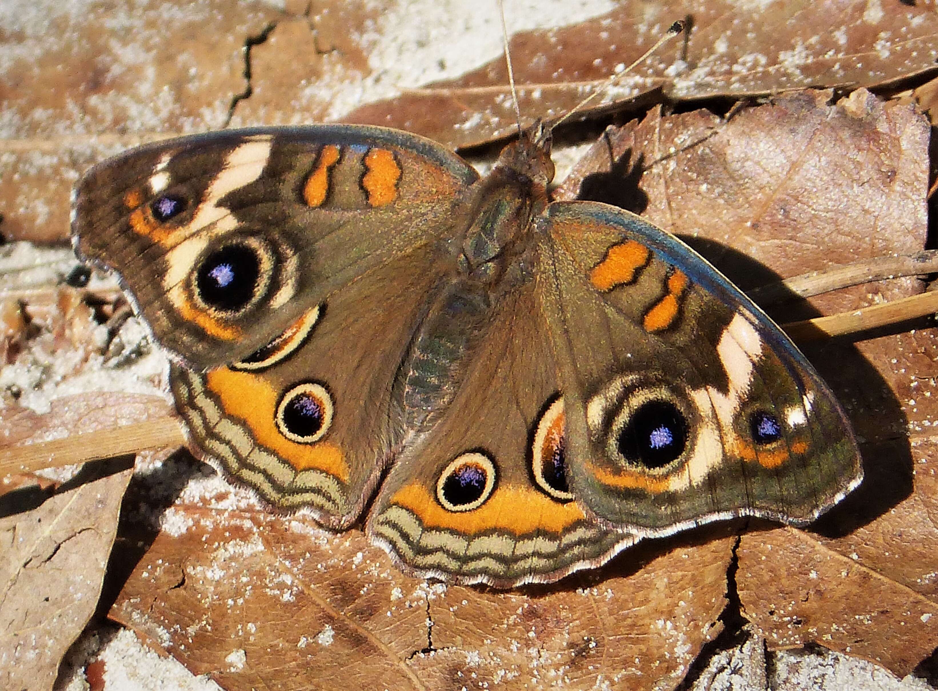 Image of Common buckeye