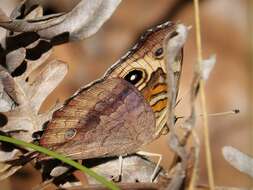 Image of Common buckeye