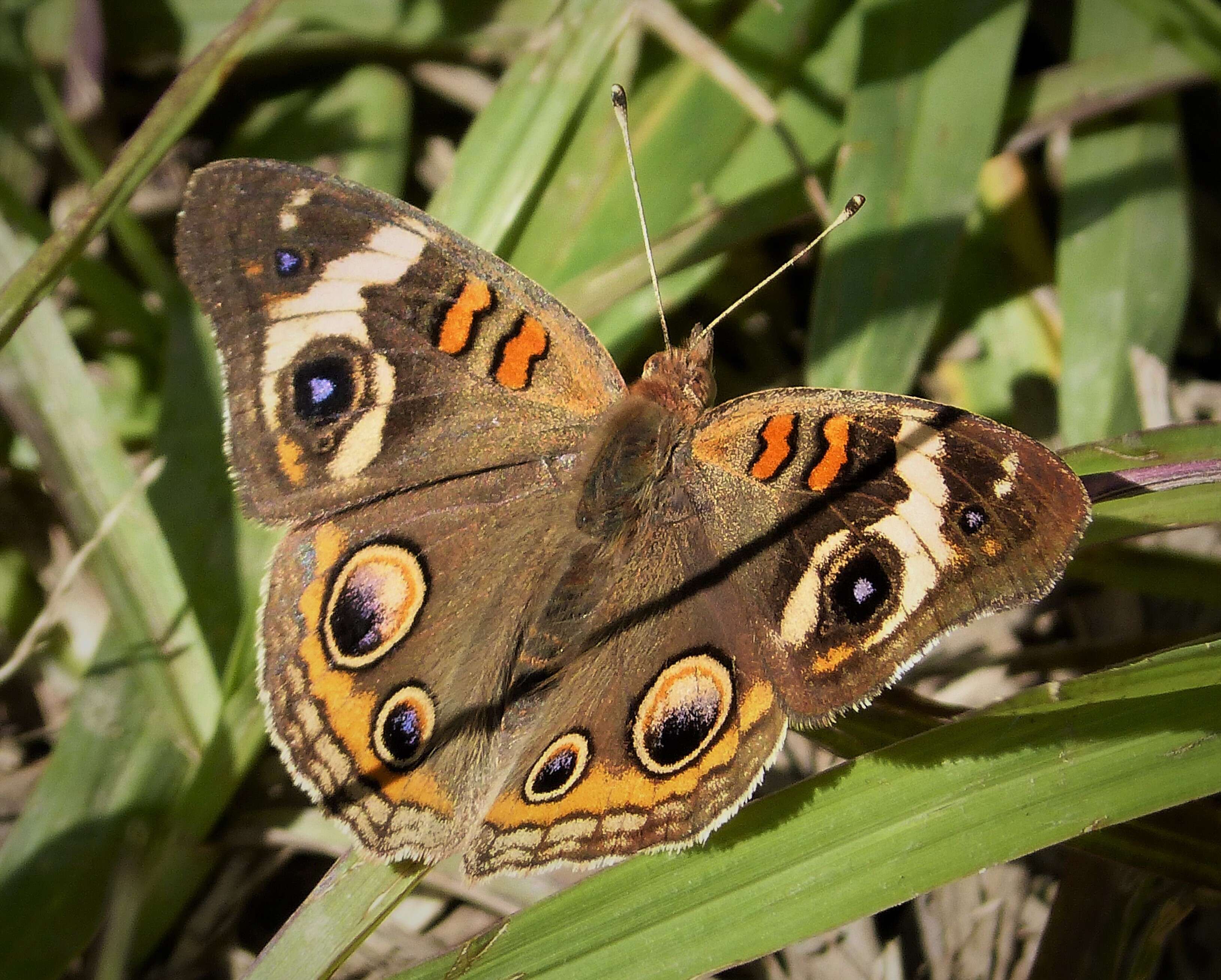 Image of Common buckeye