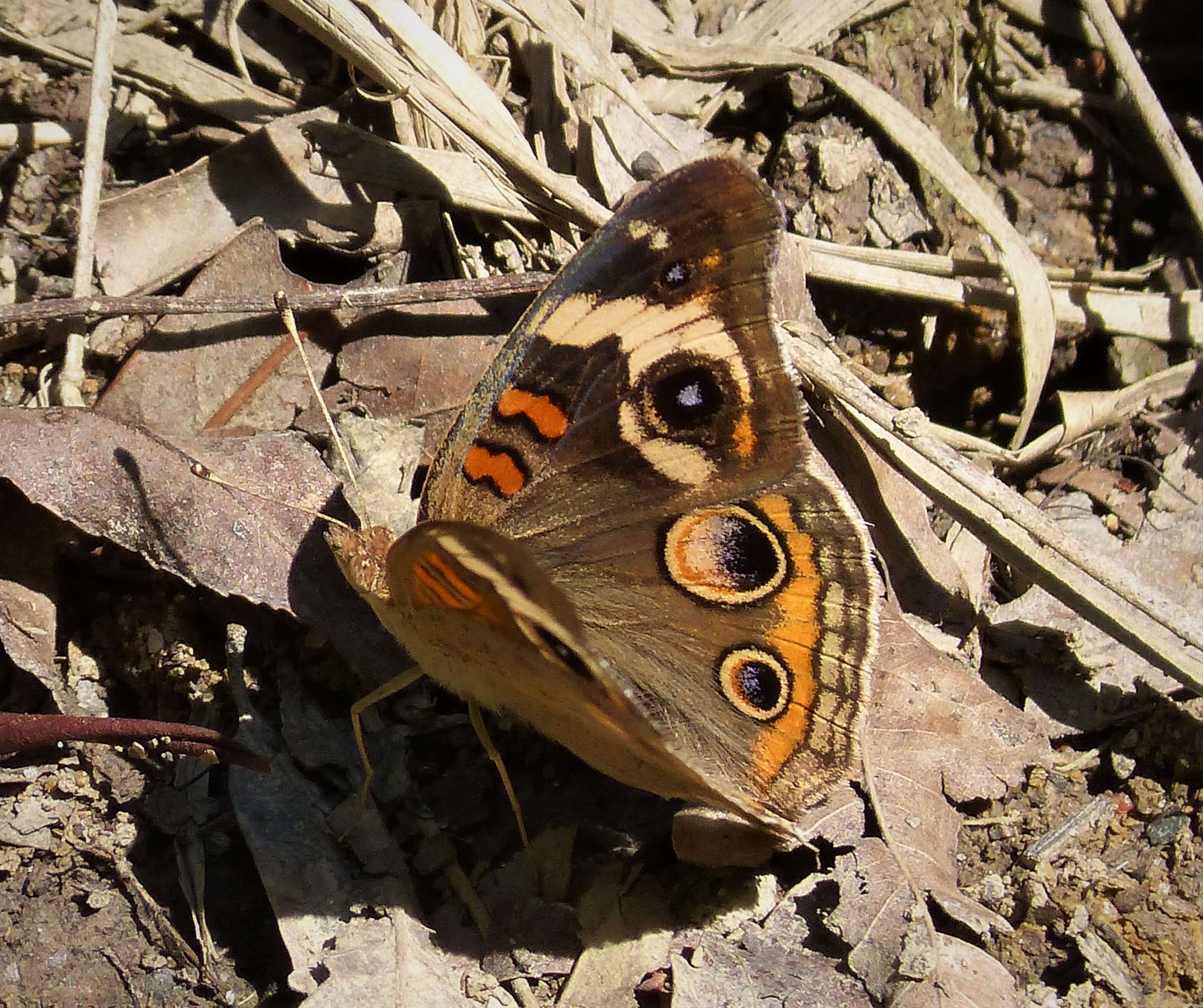 Image of Common buckeye