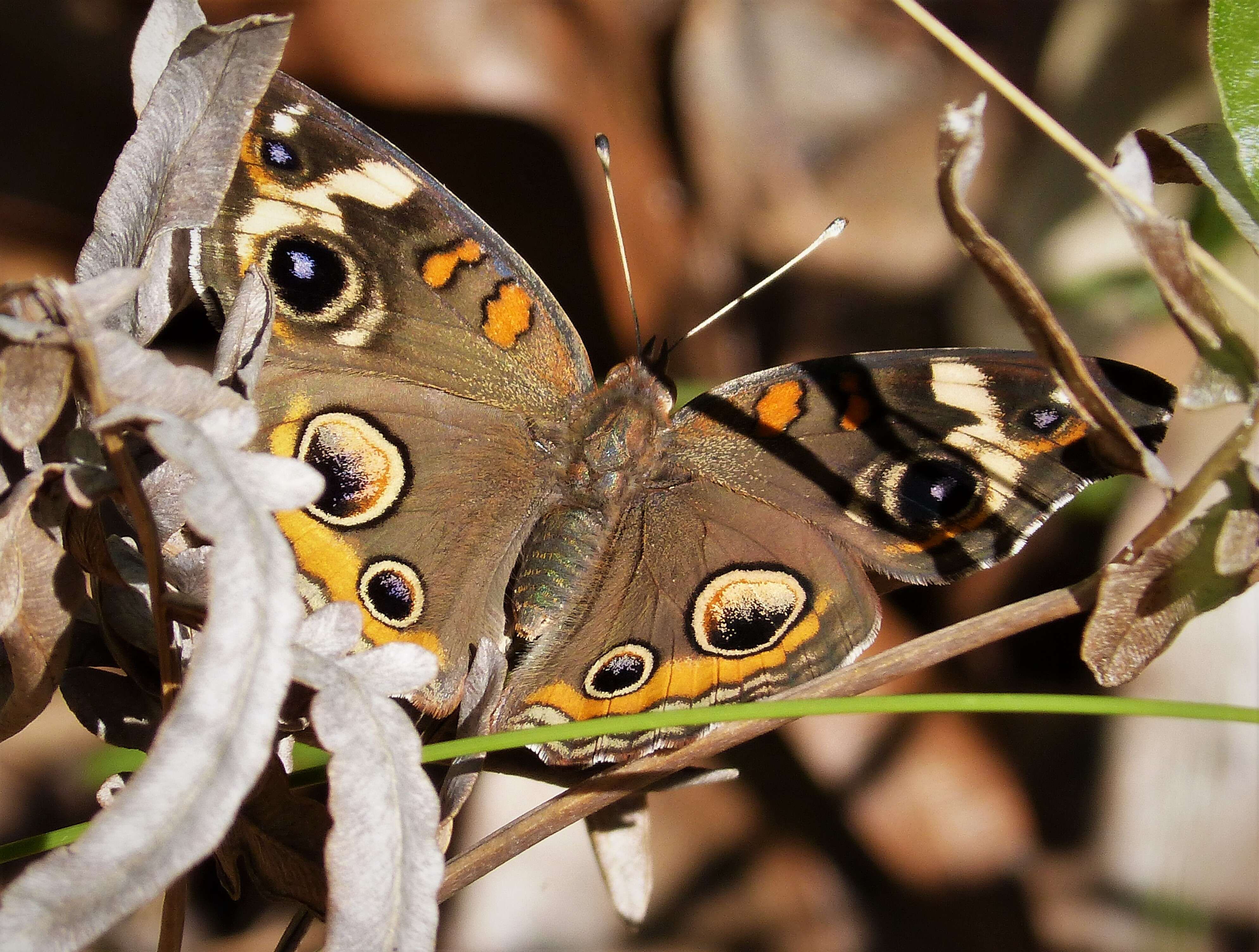 Image of Common buckeye