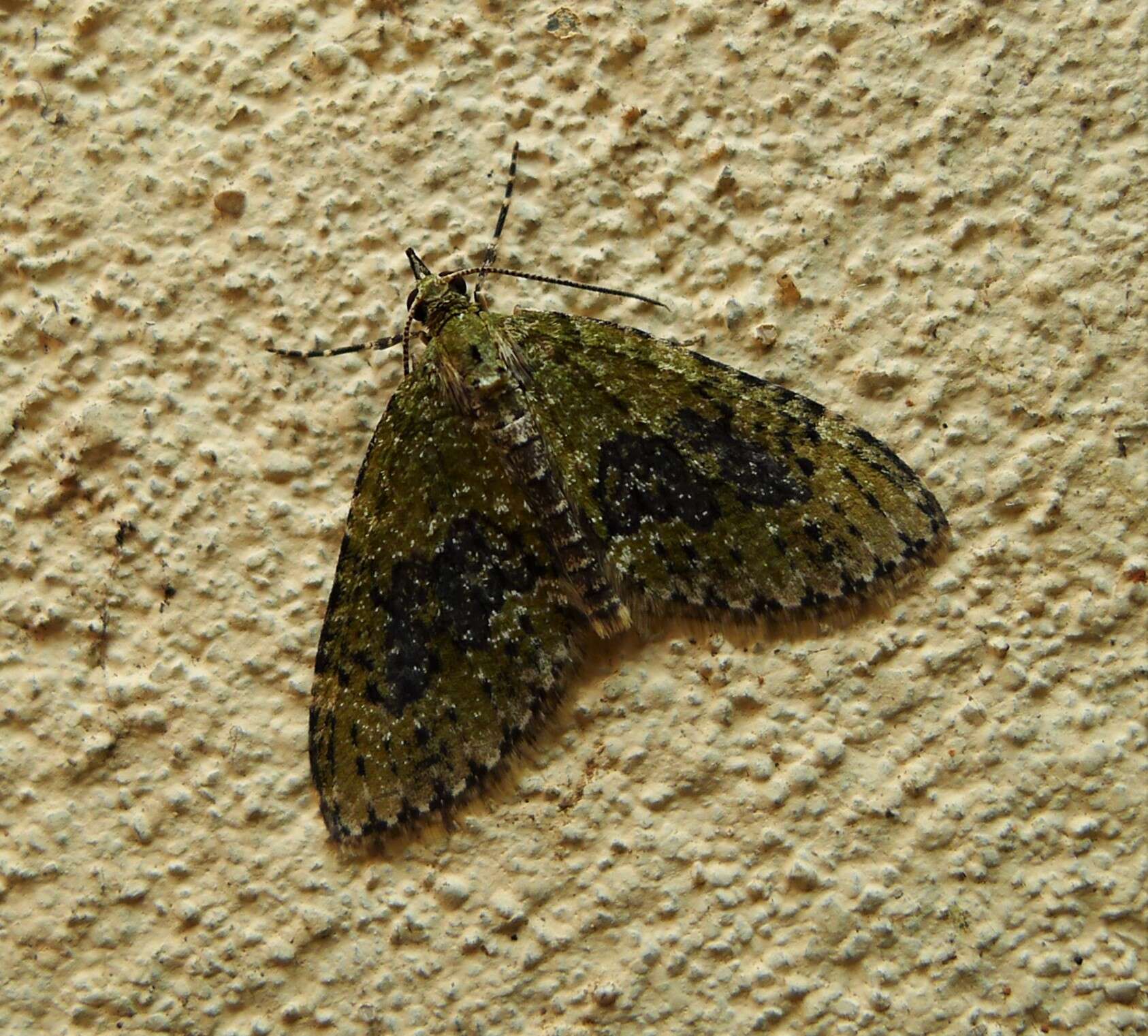 Image of yellow-barred brindle