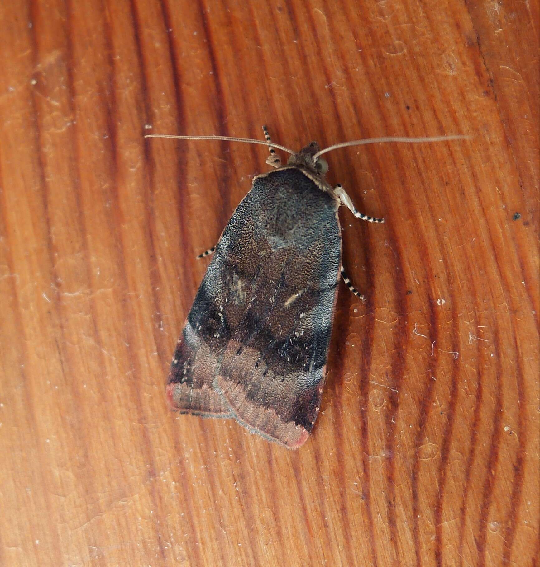 Image of langmaids yellow underwing