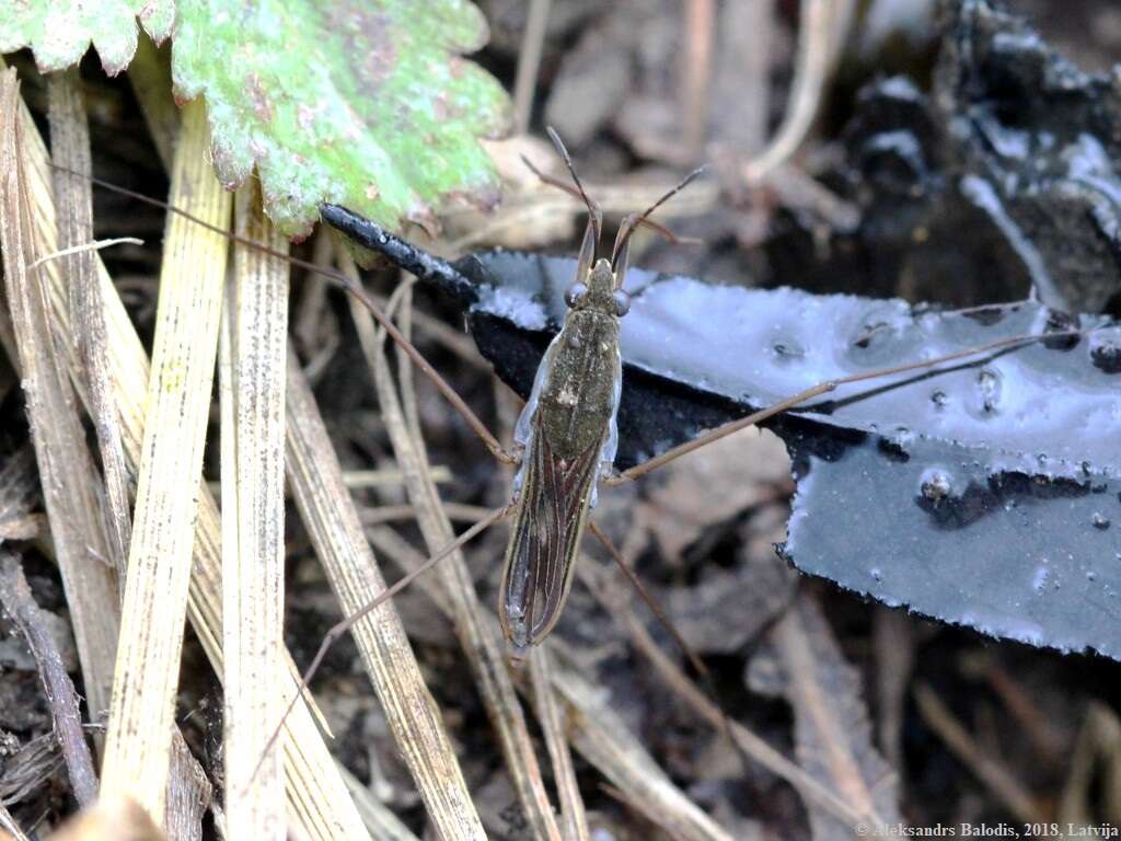 Image of Common pond skater