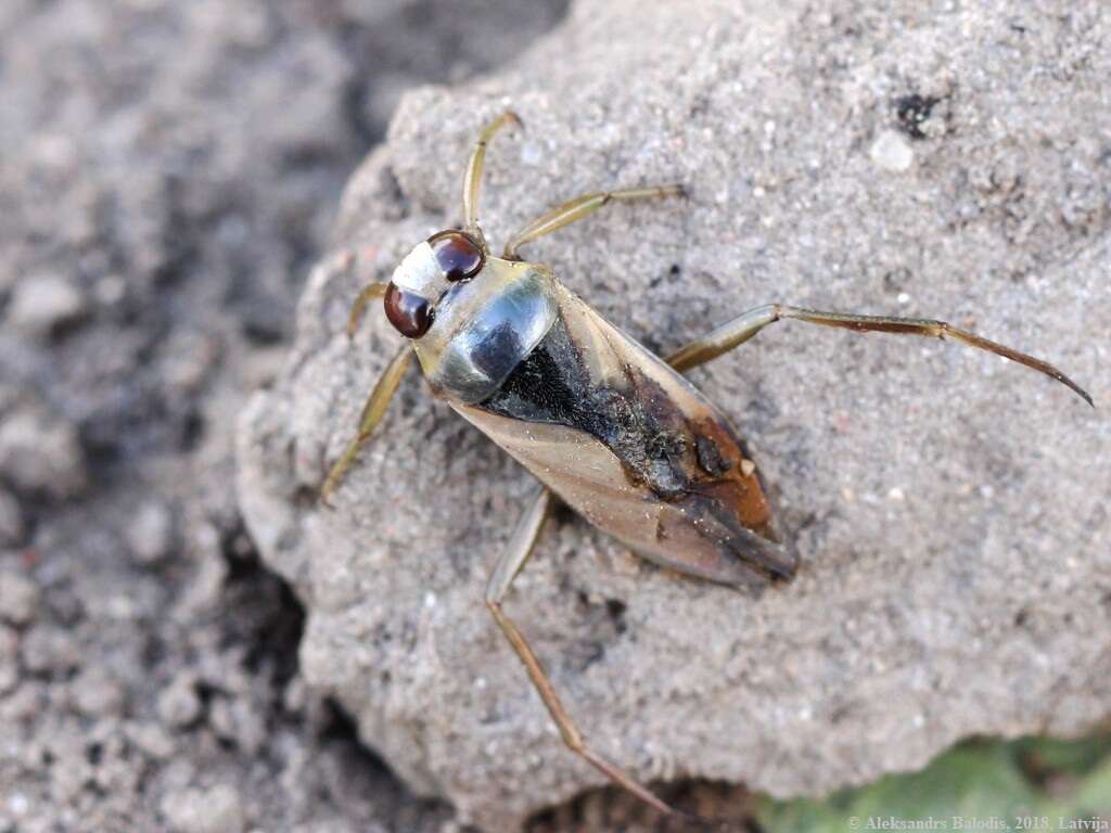 Image of Water boatman