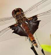 Image of Carolina Saddlebags