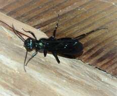 Image of Blue Mud Wasp