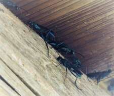 Image of Blue Mud Wasp