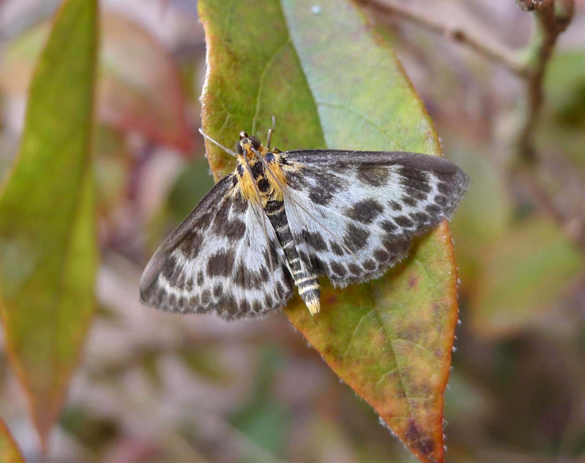 Image of Anania hortulata