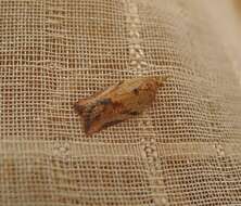 Image of Light brown apple moth