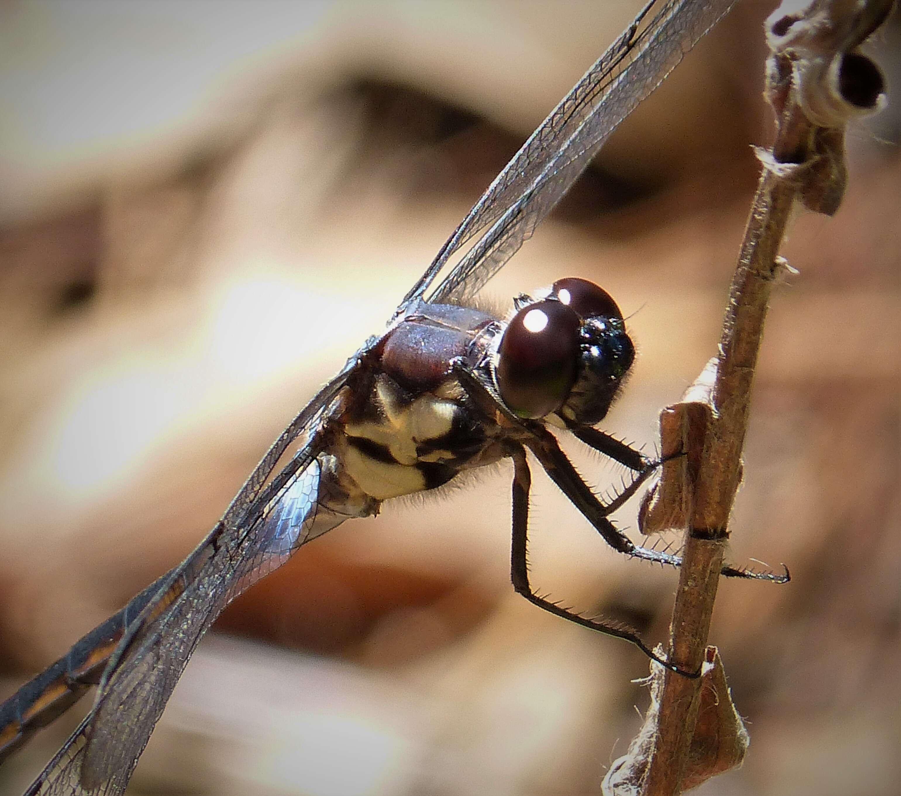 Image of Bar-winged Skimmer