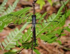 Image of Bar-winged Skimmer