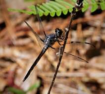 Image of Bar-winged Skimmer