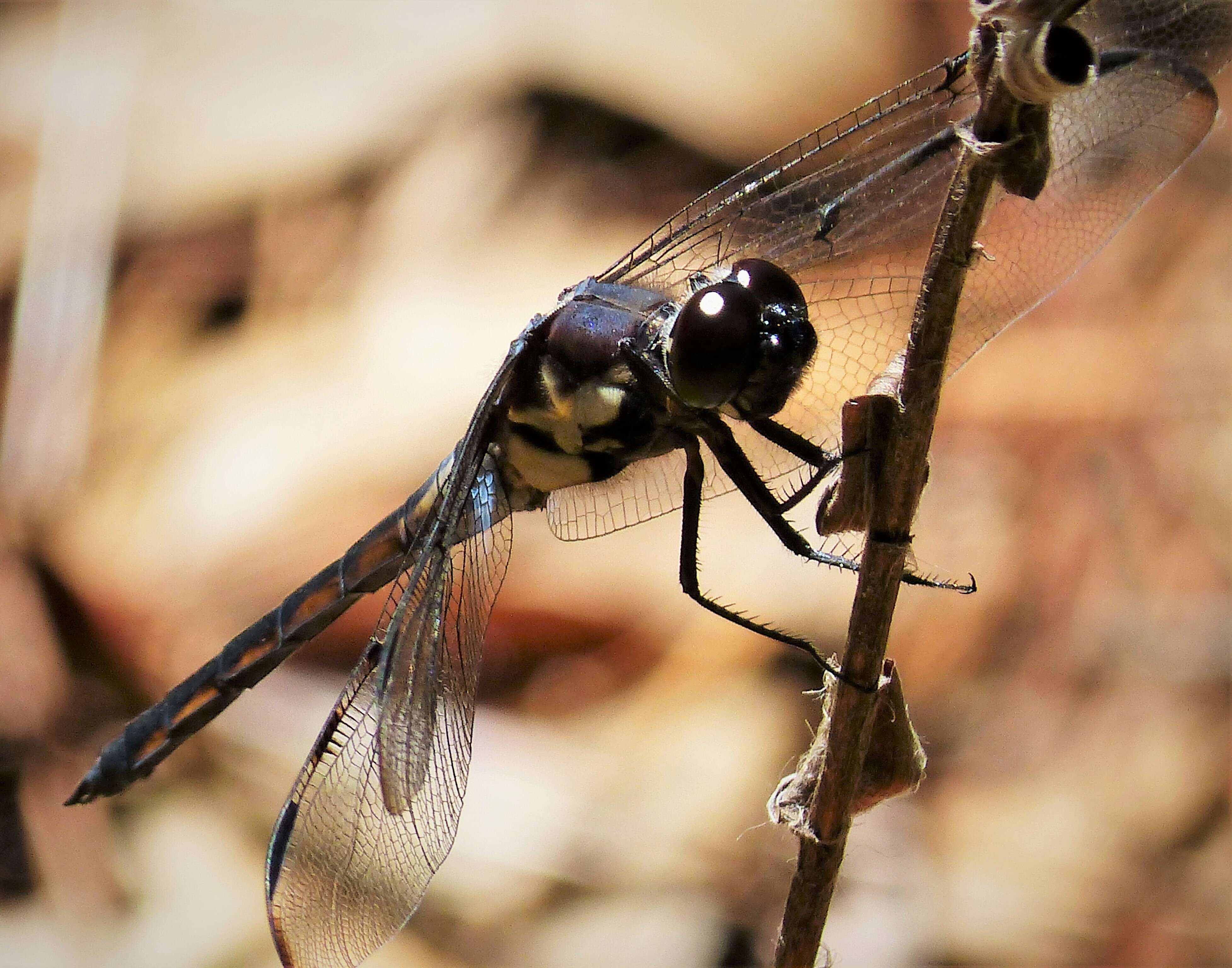 Image of Bar-winged Skimmer