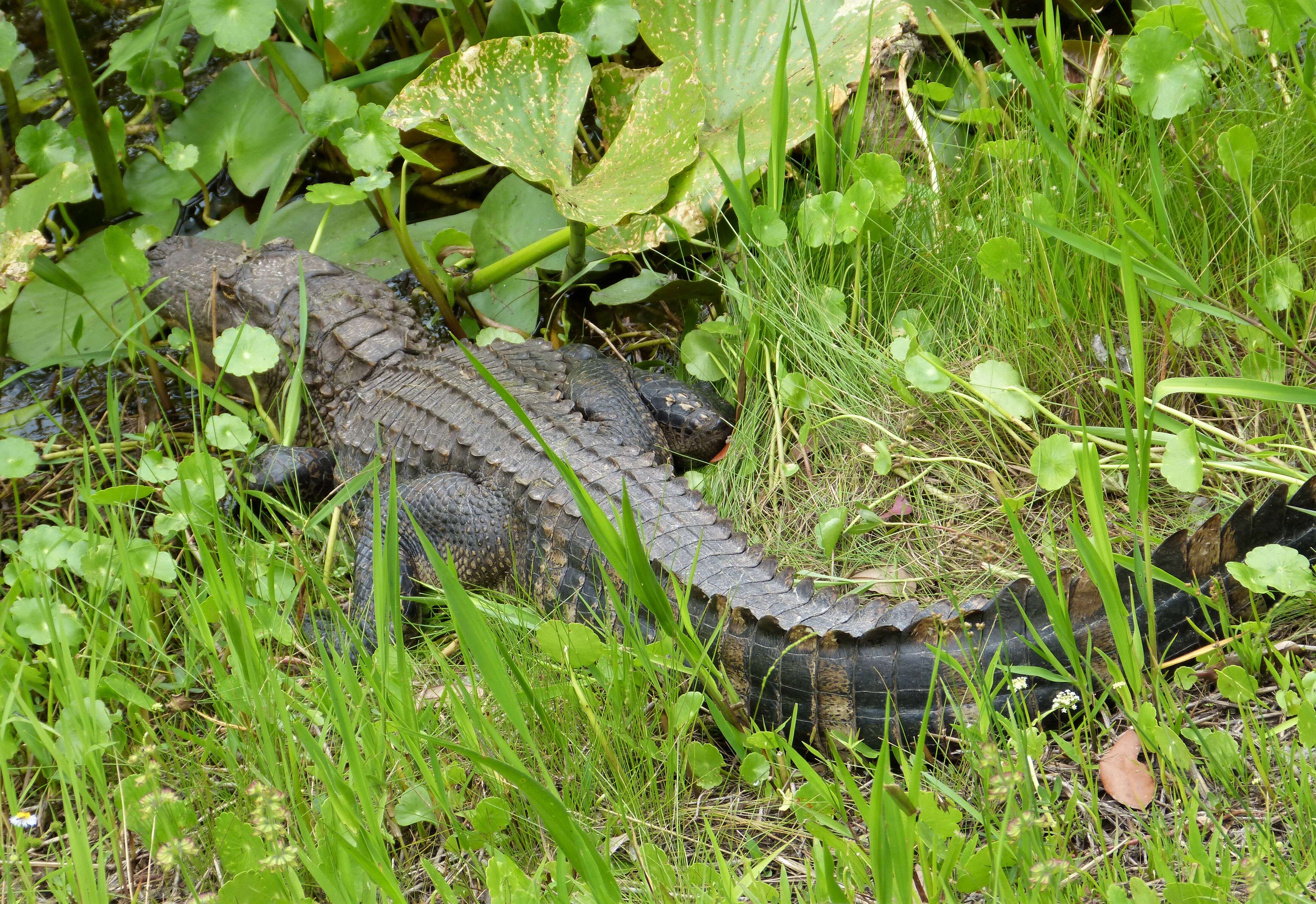 Image of alligators