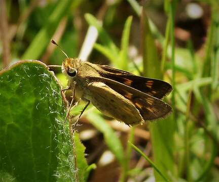 Image of Hylephila phyleus