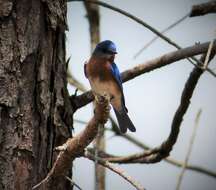 Image of Eastern Bluebird