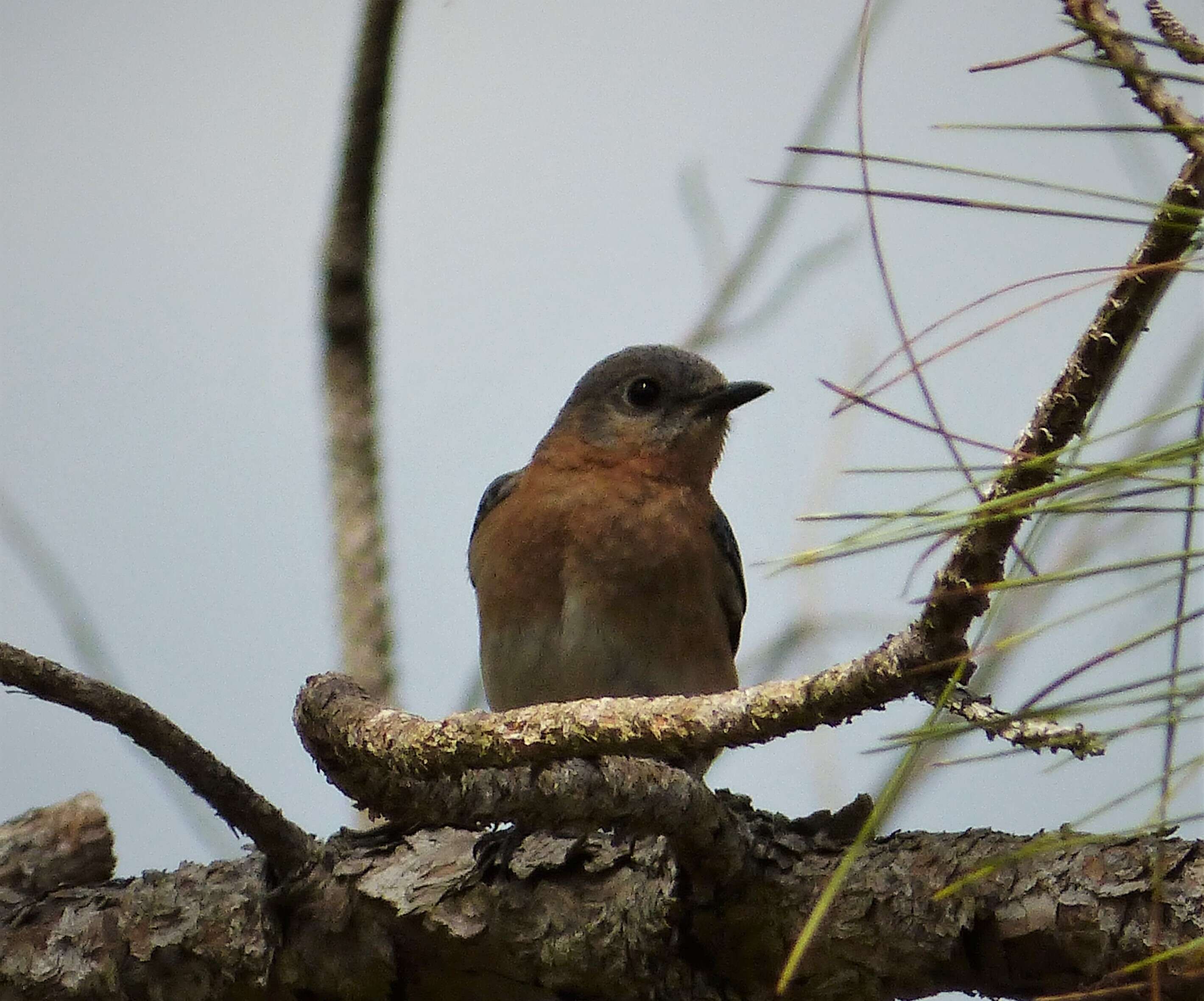 Image of Eastern Bluebird