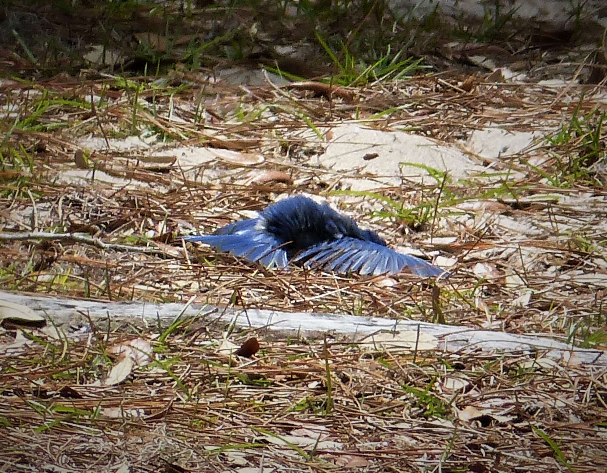 Image of Eastern Bluebird