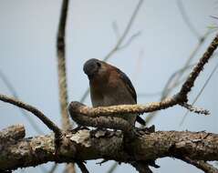 Image of Eastern Bluebird