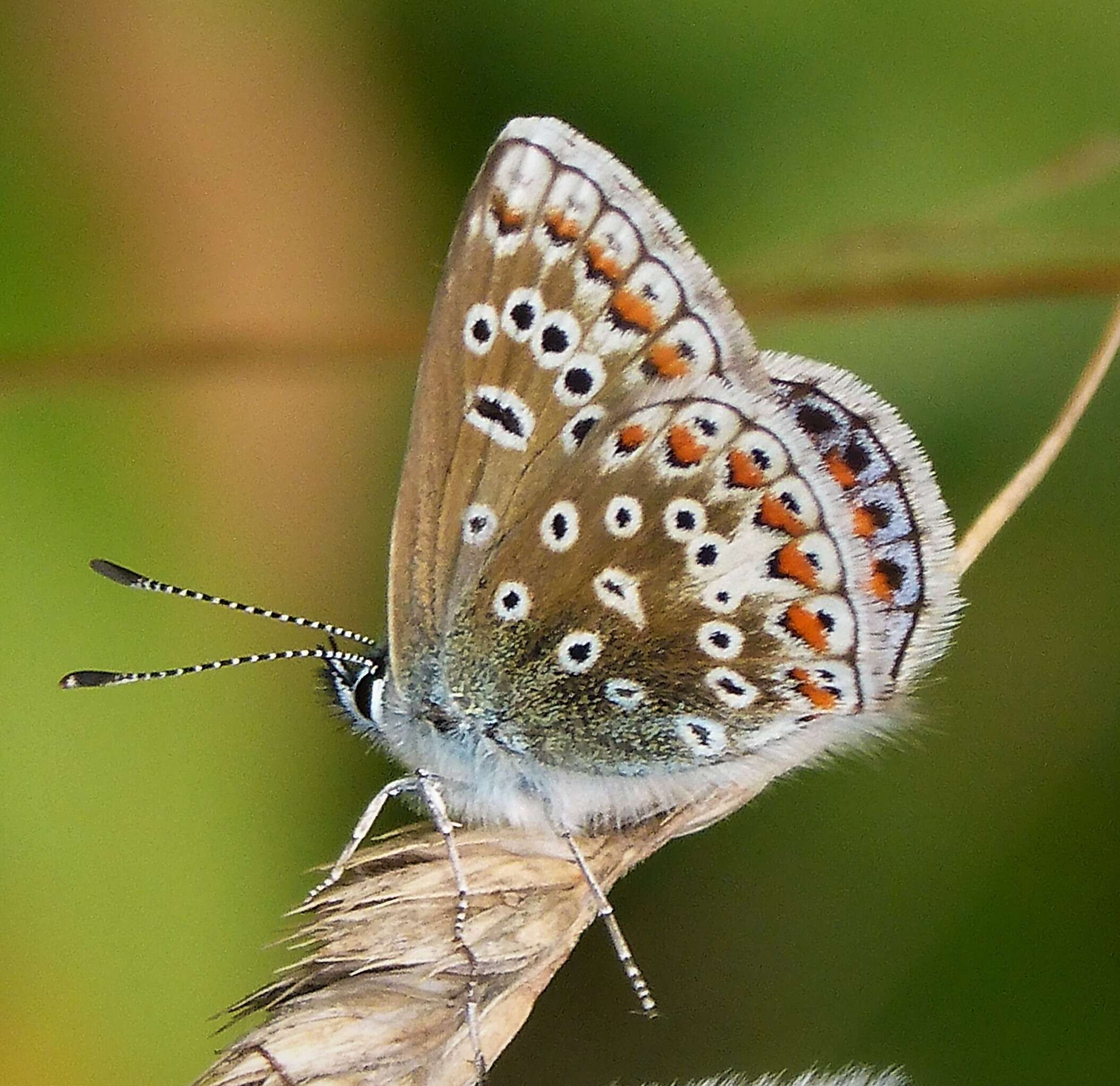 Image of common blue