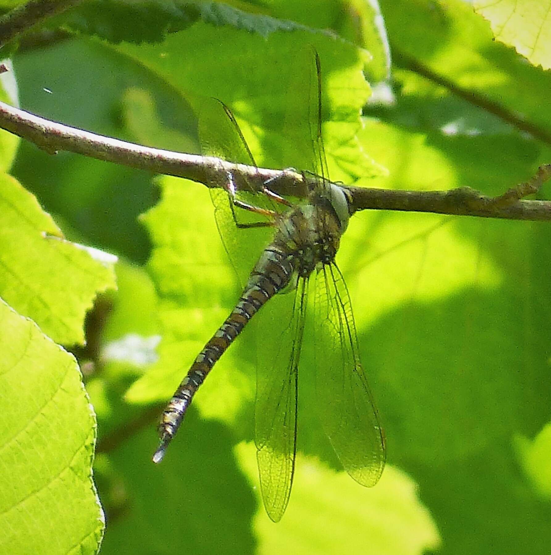 Image of Migrant Hawker