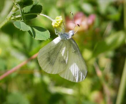 Image of Wood White