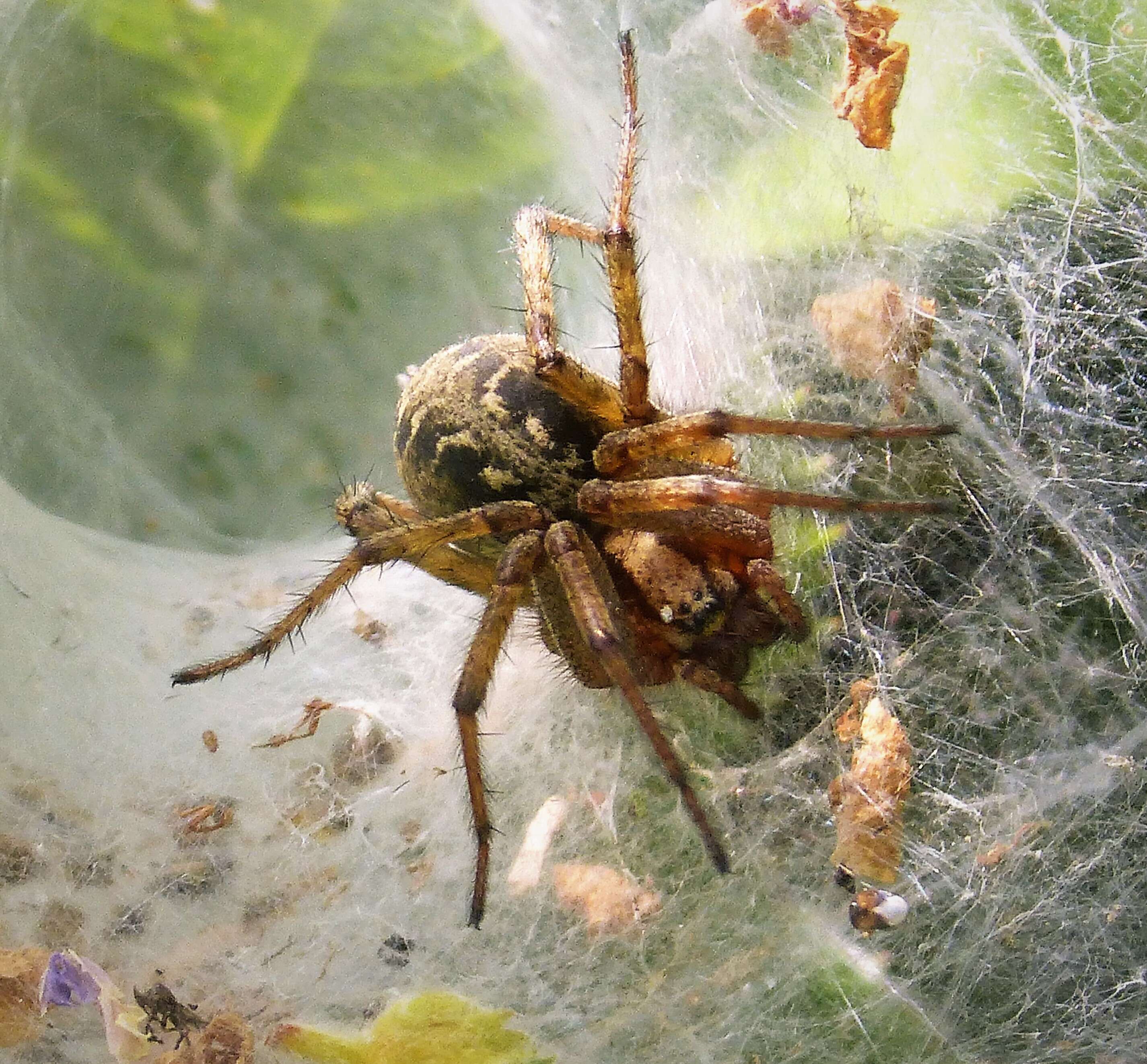 Image of Agelena labyrinthica (Clerck 1757)