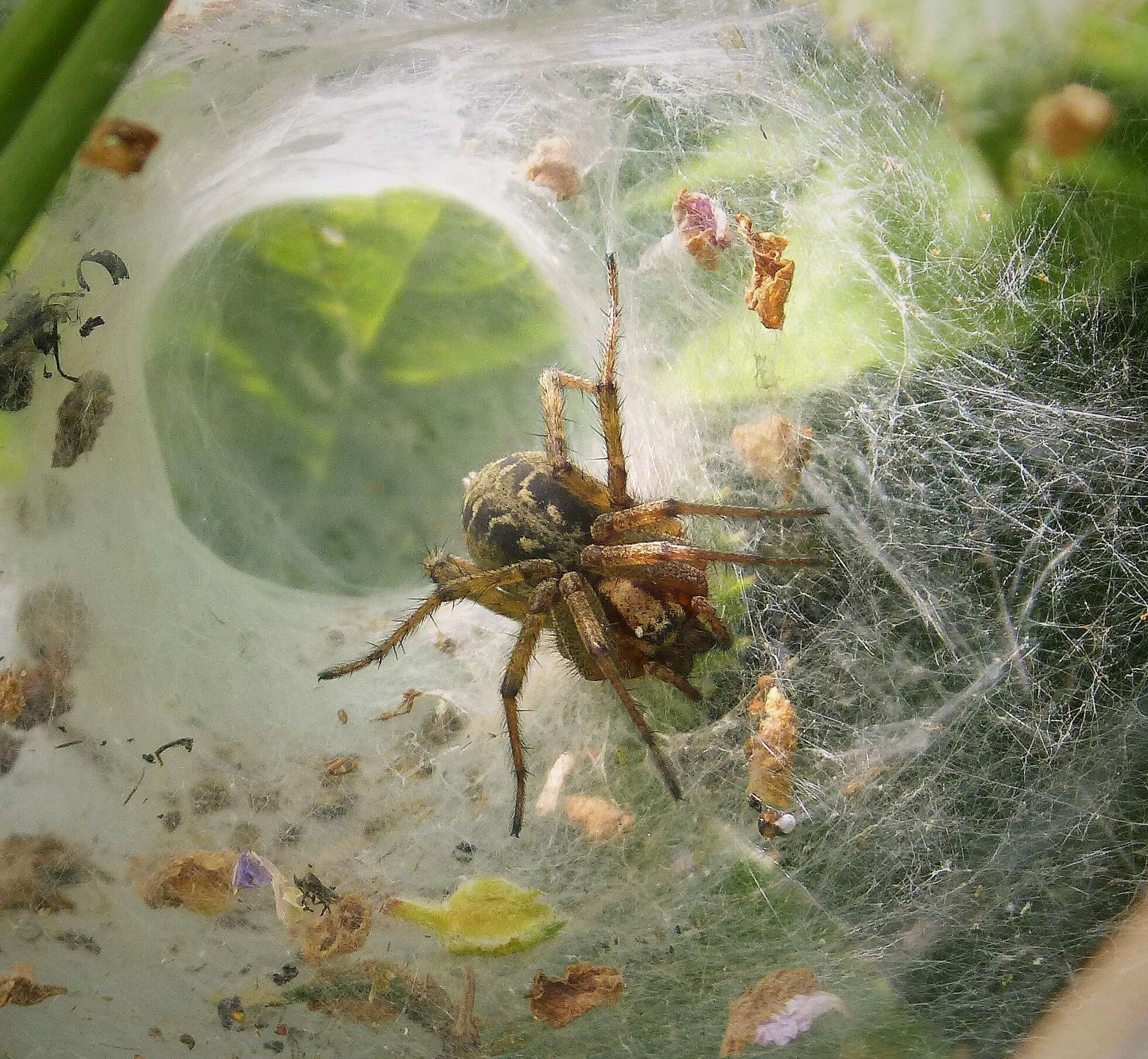 Image of Agelena labyrinthica (Clerck 1757)