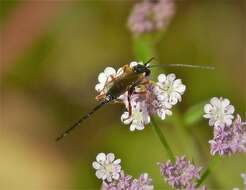 Plancia ëd Ichneumonidae