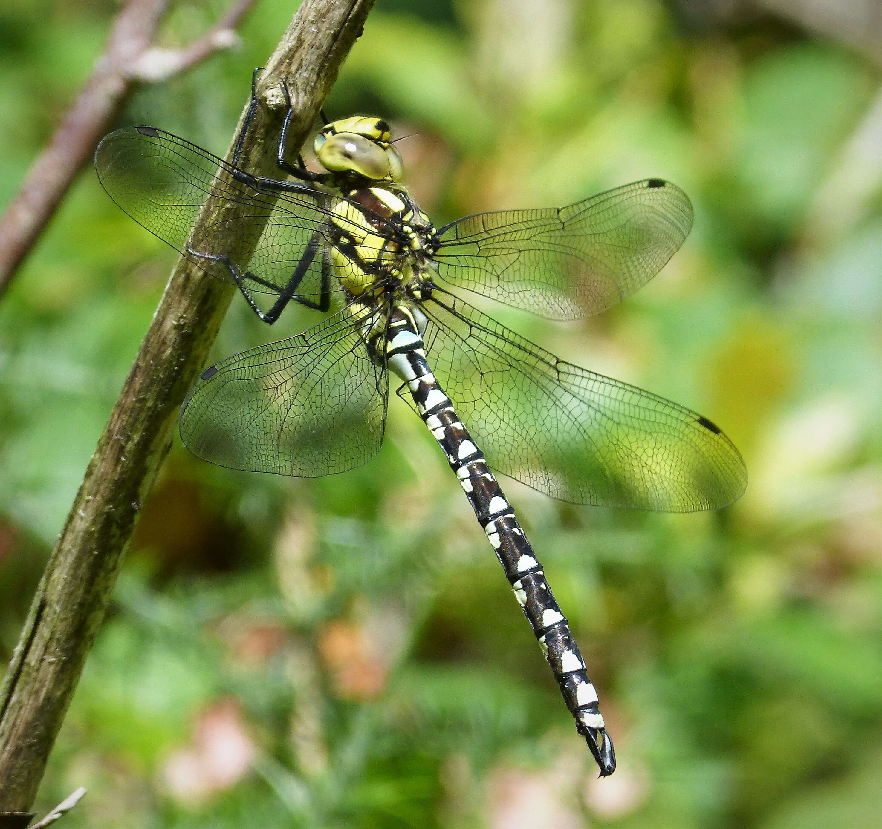 Image of Blue Hawker