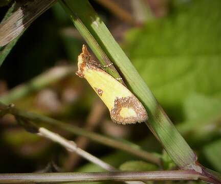 Image of Sulfur knapweed root moth