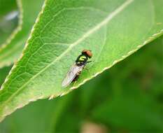 Image of Soldier fly