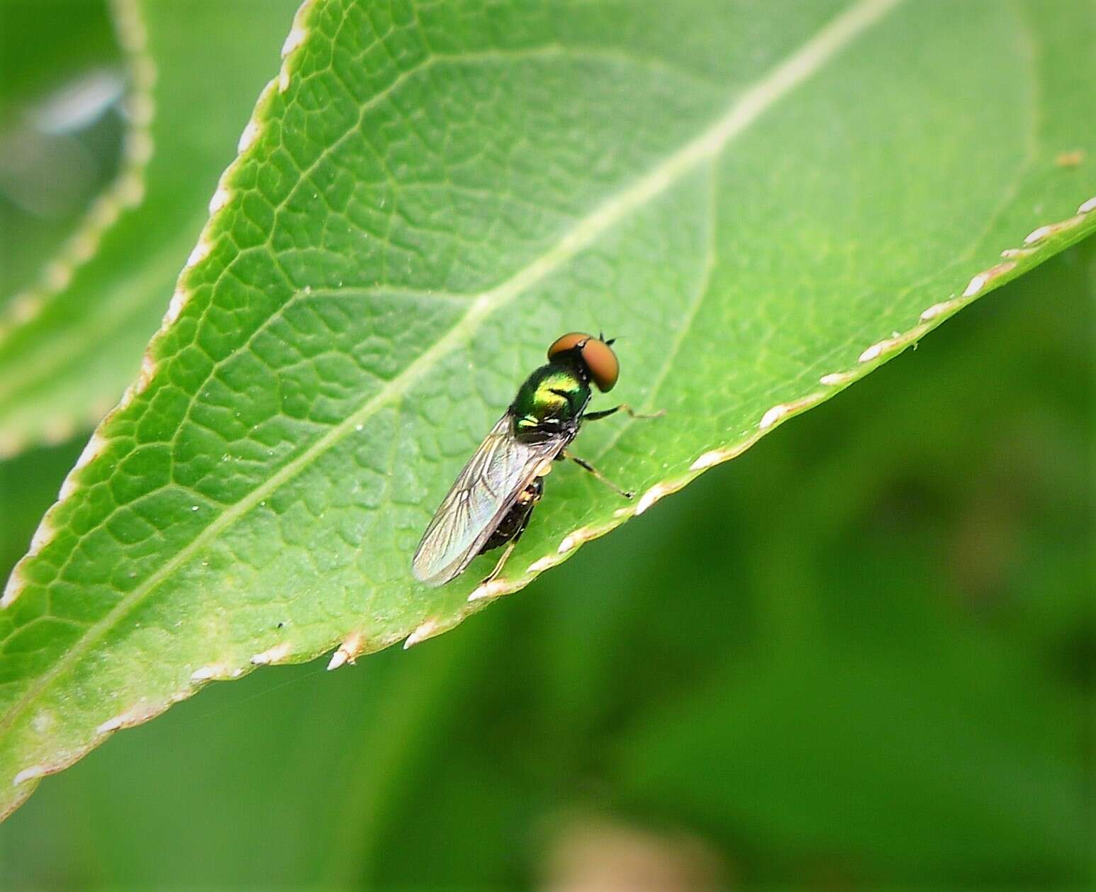 Image of Soldier fly