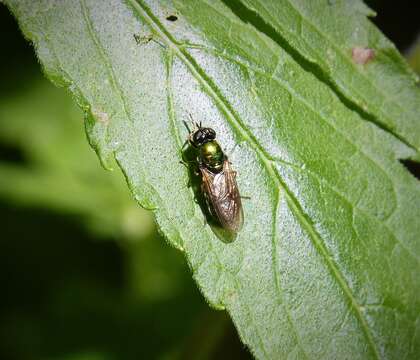 Sivun Chloromyia formosa (Scopoli 1763) kuva