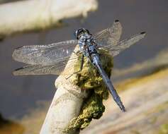 Image of Long Skimmer