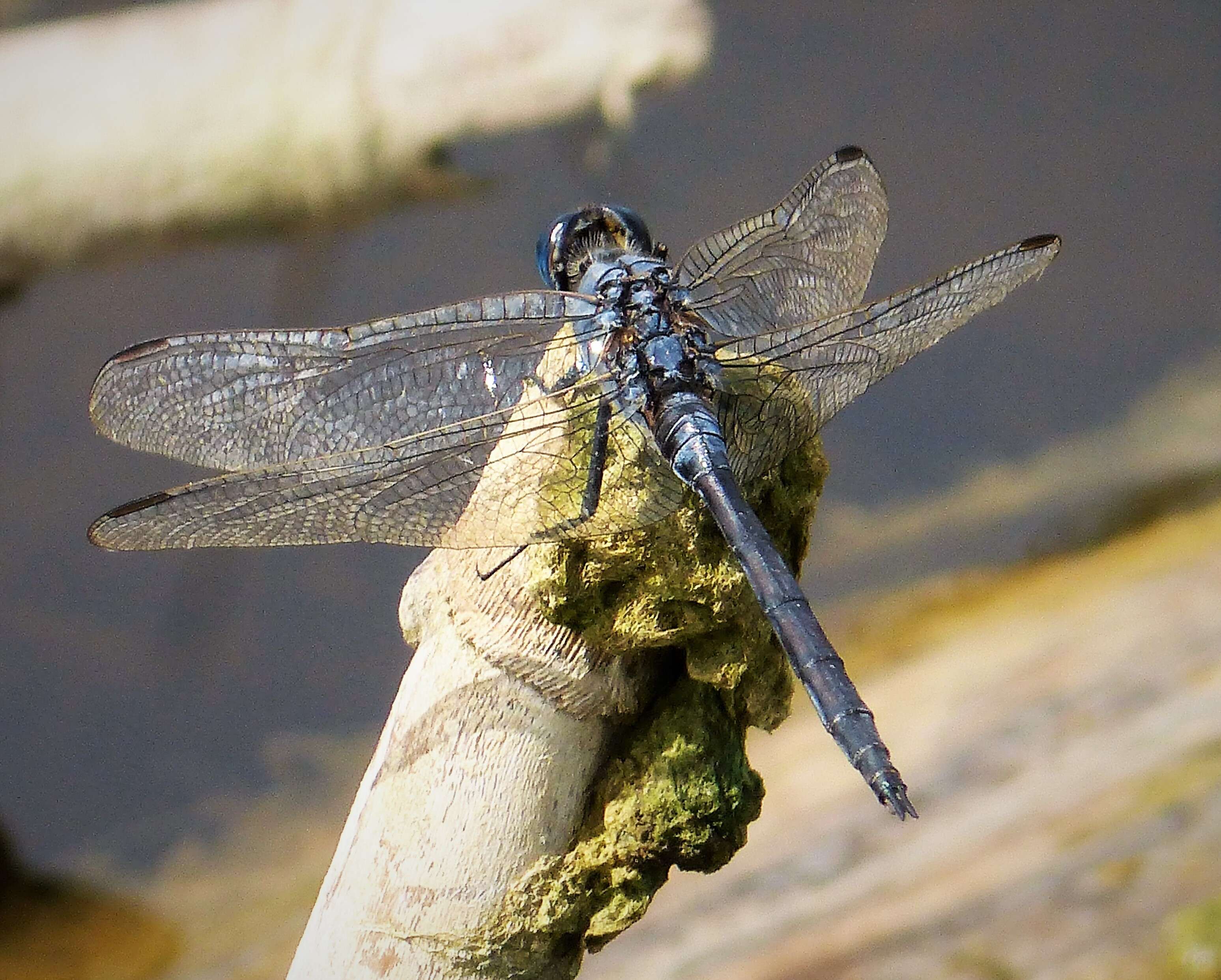 Image of Long Skimmer