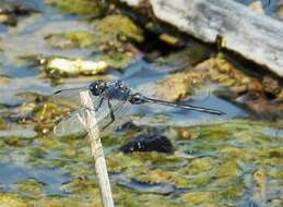 Image of Long Skimmer